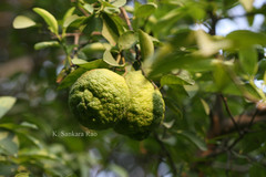 Citrus limon